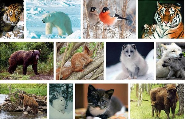 Картинки по запросу животный мир россии