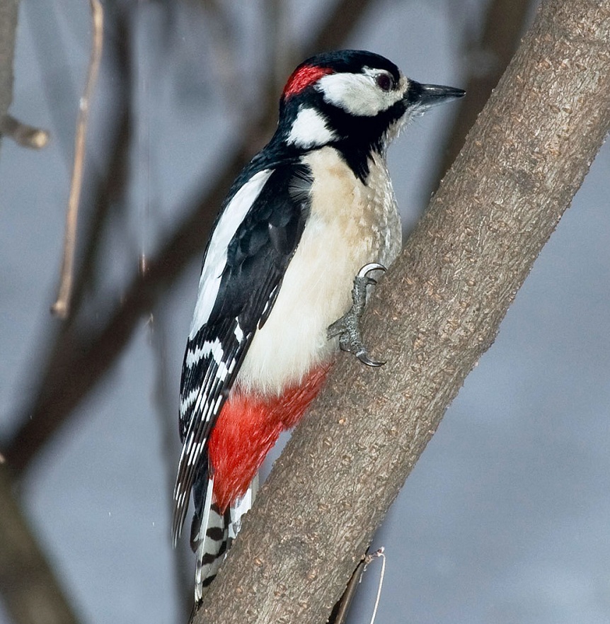 Все изображения "Картинка Дятел" / picsbase.ru