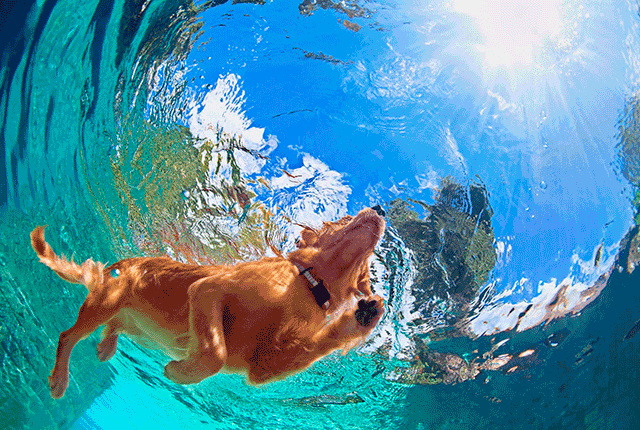 Учим собаку плавать. 