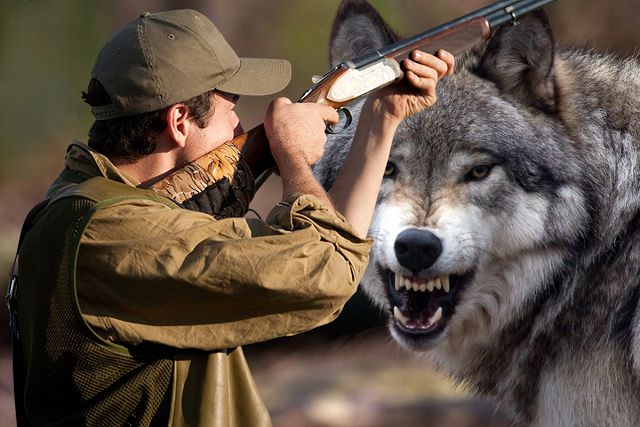 Охота на волка – оружие, экипировка, лицензия и способы. 