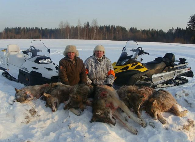 Охота на волка – оружие, экипировка, лицензия и способы. 
