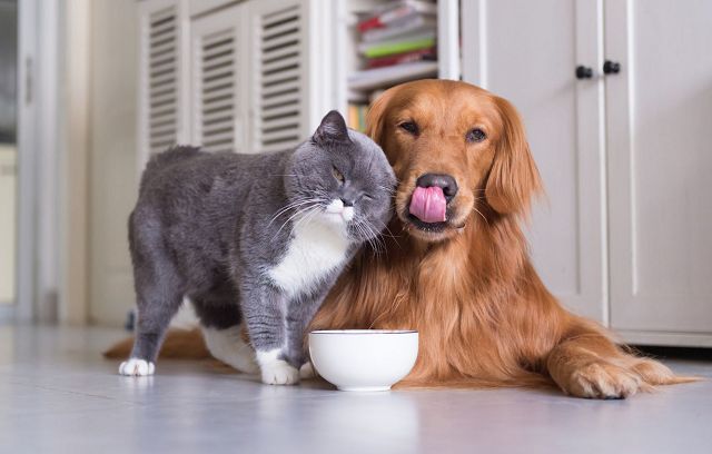 5 эффективных средств от запаха мочи кошек и собак. 