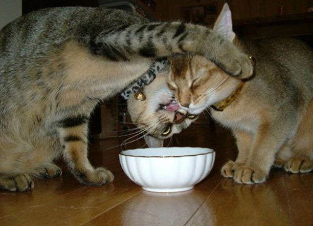 Почему коты не едят из полупустых мисок и вываливают еду на пол? 