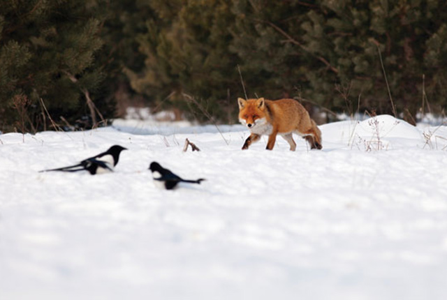 Рыжие лисы – описание и образ жизни. 