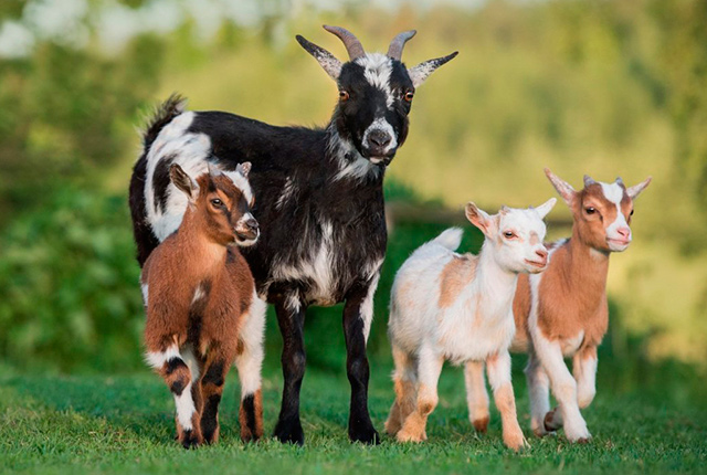 Высокоудойные породы коз для домашнего содержания. 