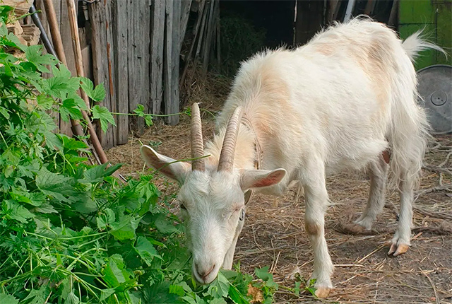 Высокоудойные породы коз для домашнего содержания. 