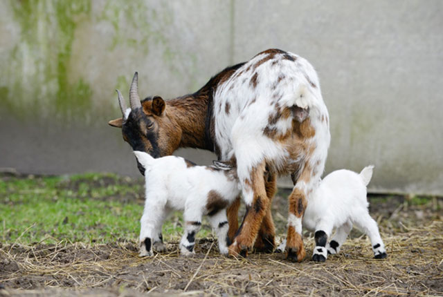 Отек вымени у коз после родов. 