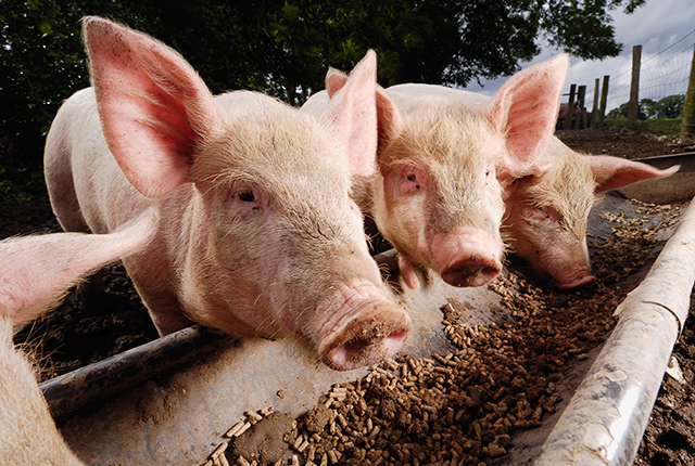 Витаминное кормление свиней в домашних условиях. 