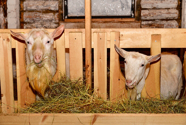 Витаминное питание коз зимой и летом. 
