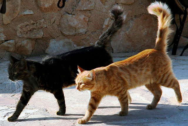 Новый тренд в мире домашних животных – бесшумные кошки. 
