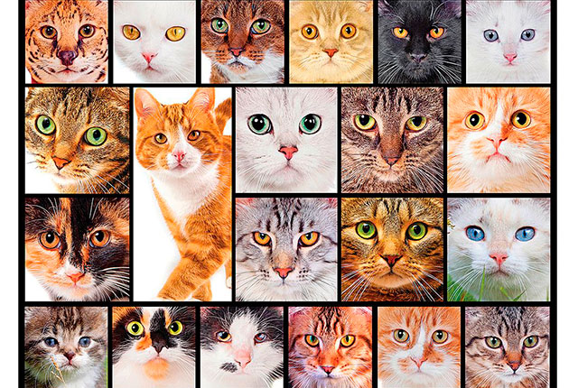 Цвет глаз кошек и их влияние на человека. 