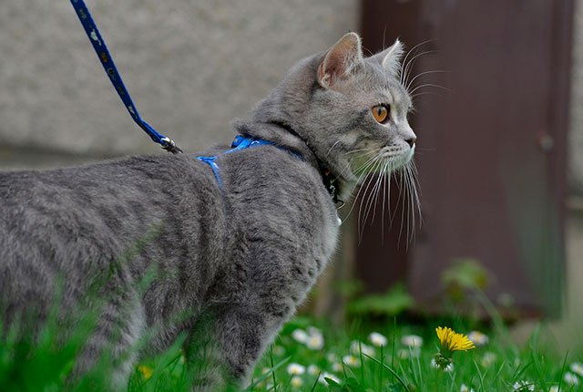 Как научить кошку ходить на поводке на улице и гулять. 