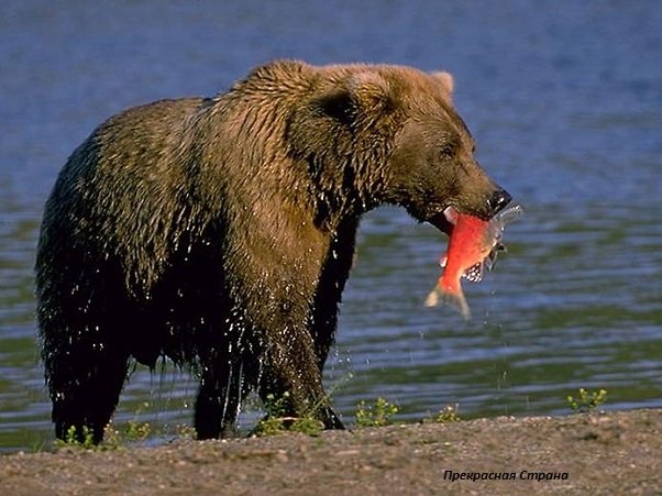 Бурый медведь – описание, фото и видео