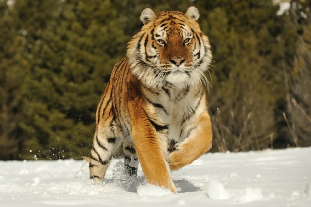 Тигр – описание кошки, фото и видео. 