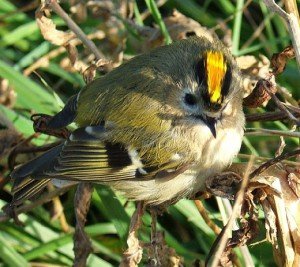 Королек желтоголовый – описание птицы, фото и видео