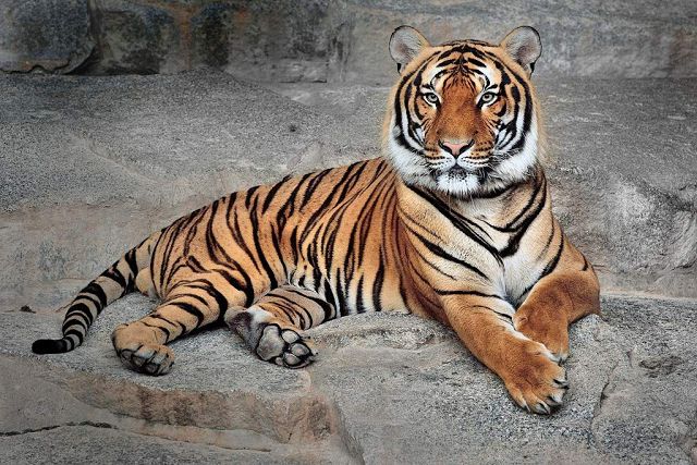 Индокитайский тигр. 