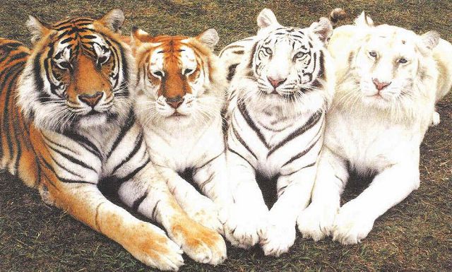 Тигры. 