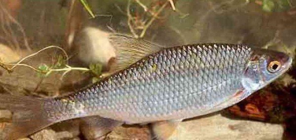 Плотва – описание рыбы, фото и видео