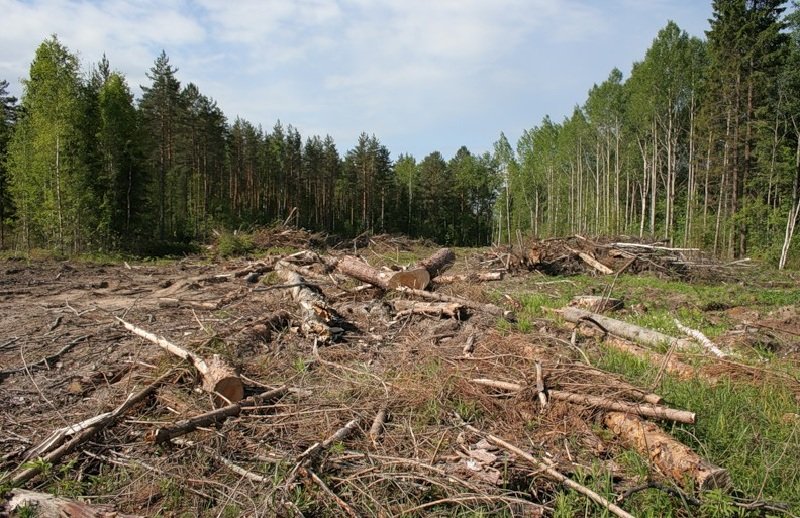 Уничтожение лесов в России