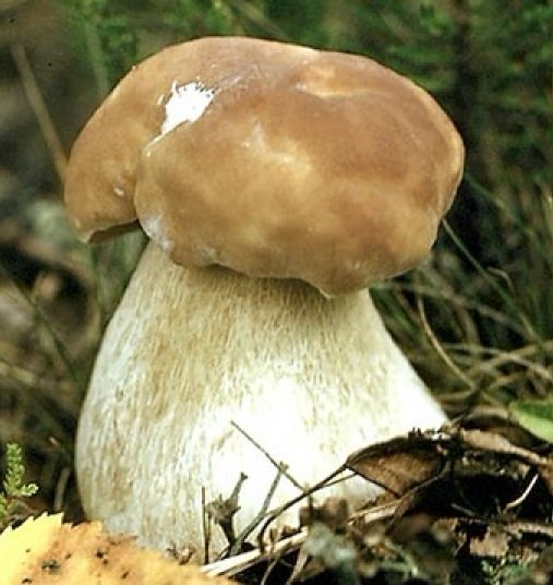 Белый гриб – описание гриба, фото и видео