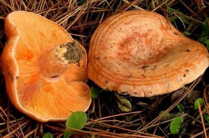 Грибы рыжики – описание грибов, фото и видео