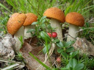 История изучения грибов