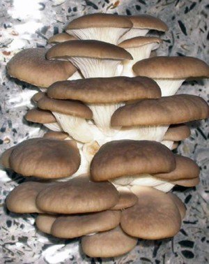 Распространение грибов на земле