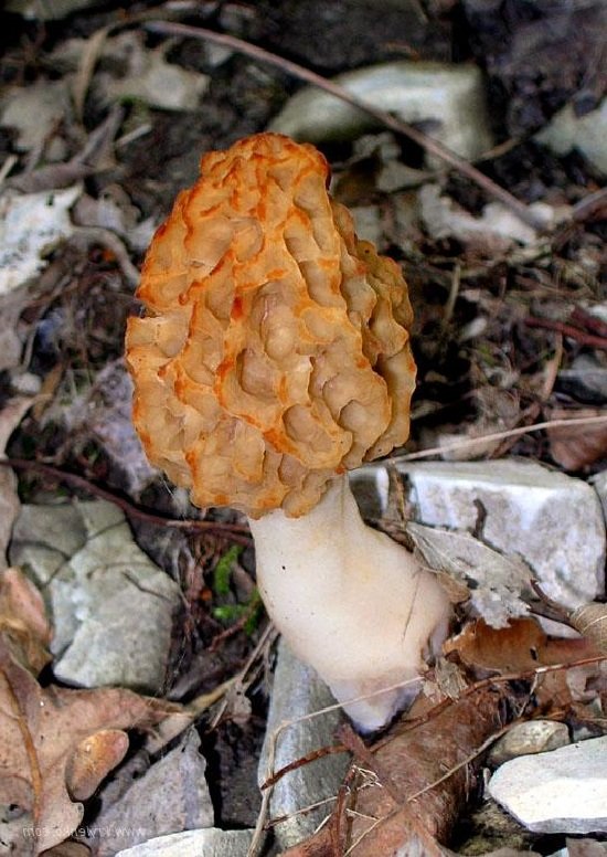 Сморчок – описание гриба, фото и видео