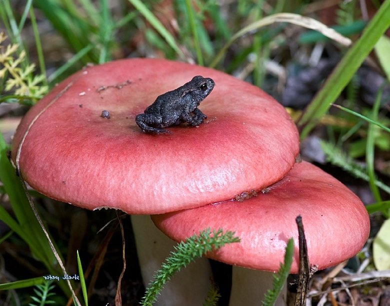 Сыроежки – описание грибов, фото и видео