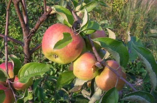 Яблоня садовая 