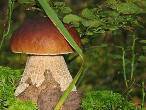 Значение грибов в природе и жизни человека 