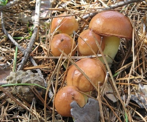 Маслята – описание грибов, фото и видео