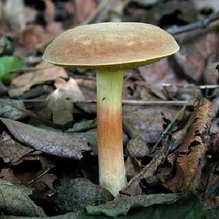 Моховик гриб болотный 