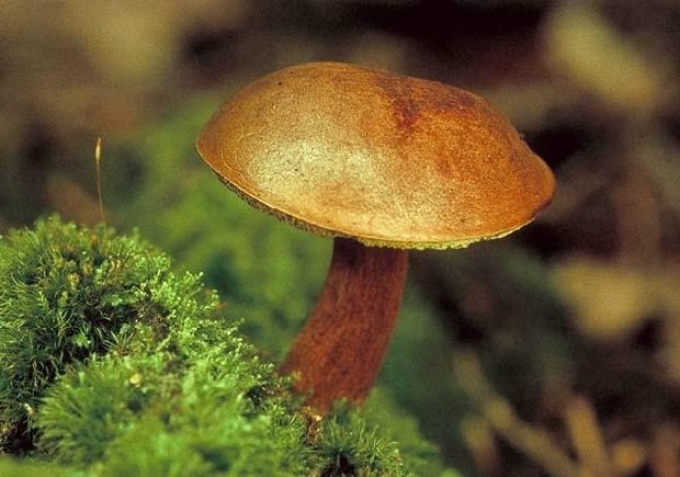 Моховик гриб зеленый 