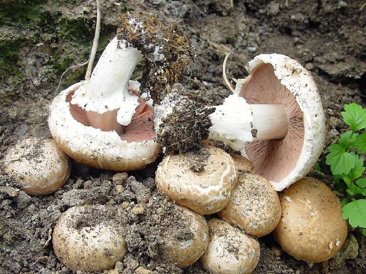 Шампиньон обыкновенный – описание гриба, фото и видео