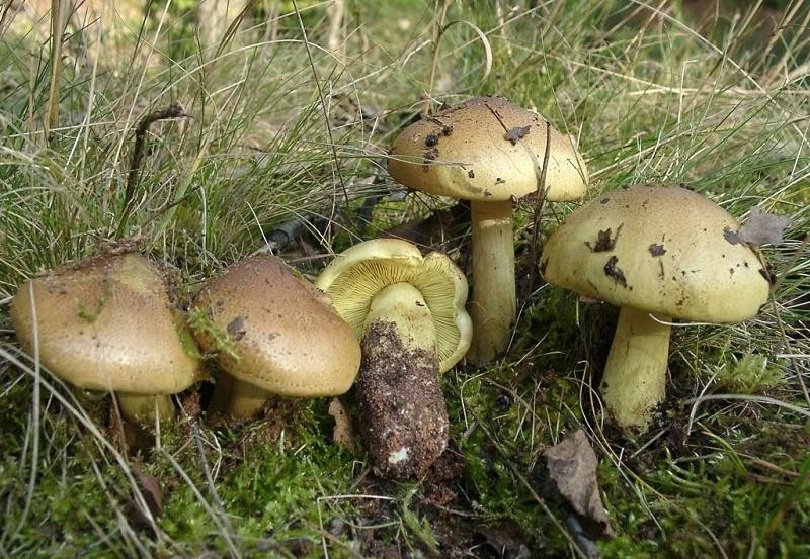 Зеленушка гриб 