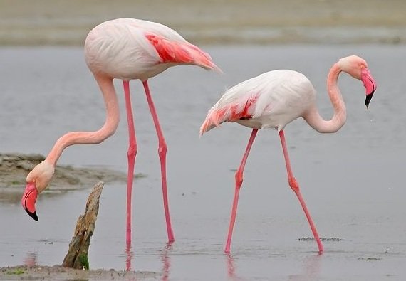Фламинго все о красивой птице