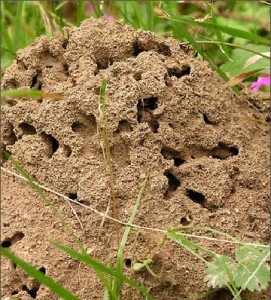 Как живут муравьи в муравейнике