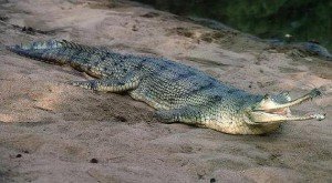 Крокодил Гангский Гавиал