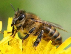 Почему пропадают пчелы