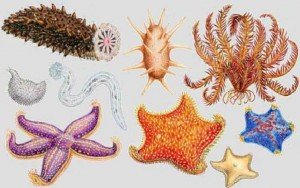 Иглокожие морские звезды ежи и змеехвостки