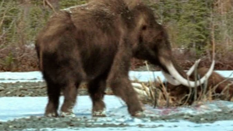 Нашли живого мамонта в Сибири