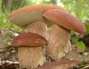 Как собирать и перерабатывать белые грибы