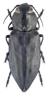 Melanophila acuminata Меланофилы – удивительные жуки любители пожарищ