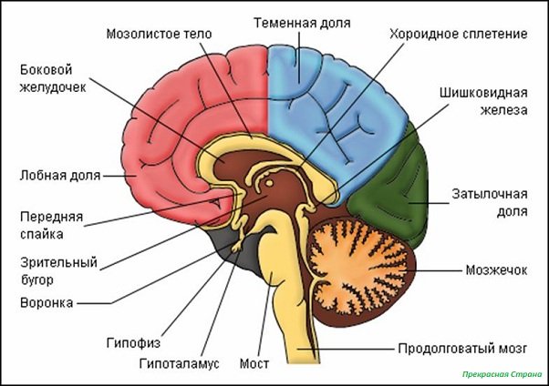 Головной мозг человека и атлас головного мозга