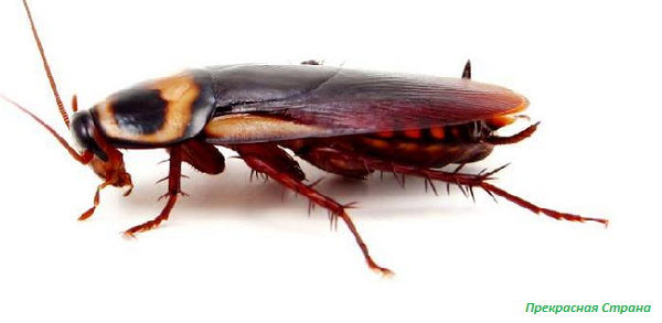 Польза тараканов обыкновенных - Красавец таракан