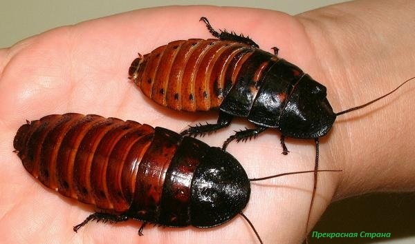 Польза тараканов - Мадагаскарский таракан