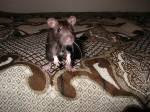 Крыса ручная домашняя