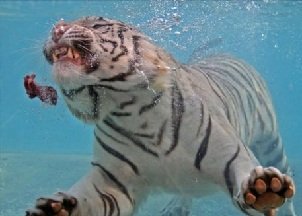 Белый бенгальский тигр в воде 