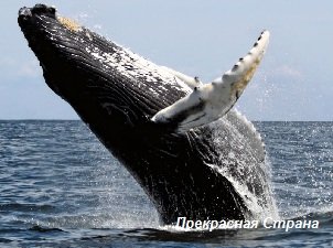 Киты и кашалоты - горбатый кит 